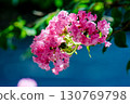 Crape myrtle in the shade 130769798