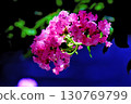 Crape myrtle in the sunlight filtering through the trees 130769799