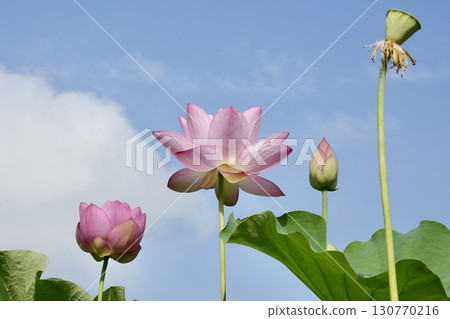 Beautiful lotus flowers shining against the blue sky - The life of a flower Beautiful lotus flowers shining against the blue sky - The life of a flower 130770216