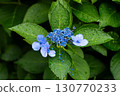 Hydrangea flowers wet in the rain 130770233