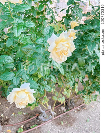Roses blooming in the garden 130770316