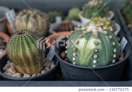 Astrophytum cactus having sunburn damaged. Cactus get sunburned due to being exposed to too much sunlight which makes them vulnerable to fire. Astrophytum cactus having sunburn damaged. Cactus get sunburned due to being exposed to too much sunlight which makes them vulnerable to fire. 130770375