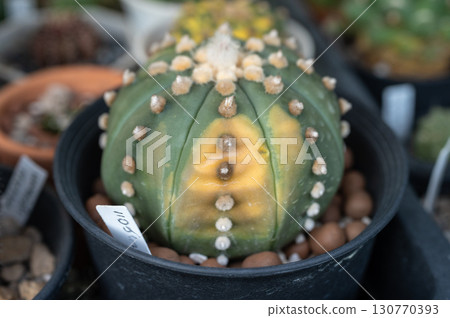 Astrophytum cactus having sunburn damaged. Cactus get sunburned due to being exposed to too much sunlight which makes them vulnerable to fire. Astrophytum cactus having sunburn damaged. Cactus get sunburned due to being exposed to too much sunlight which makes them vulnerable to fire. 130770393