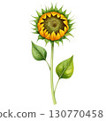 sunflower 130770458