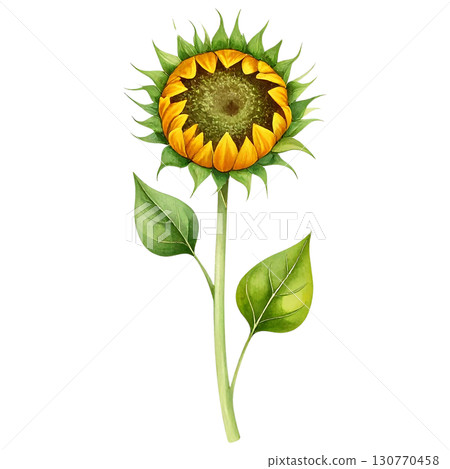sunflower 130770458