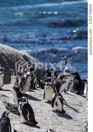Boulders Beach lagoon with colony of African spectacled penguins 130770668