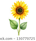 sunflower 130770725
