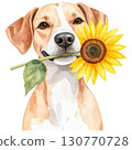 sunflower 130770728