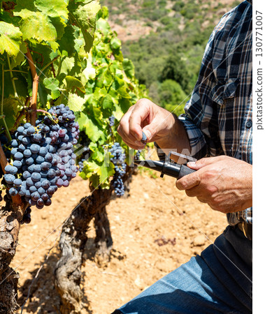 Cannonau grapes. Agronomist measures the level of sugars in grapes with the refractometer. Agriculture. 130771007