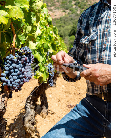 Cannonau grapes. Agronomist measures the level of sugars in grapes with the refractometer. Agriculture. Cannonau grapes. Agronomist measures the level of sugars in grapes with the refractometer. Agriculture. 130771008