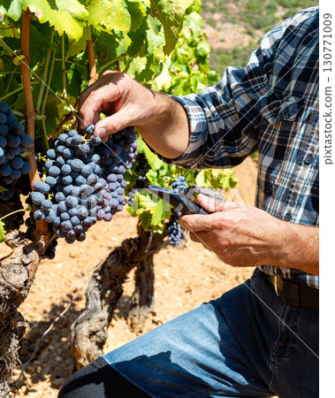 Cannonau grapes. Agronomist measures the level of sugars in grapes with the refractometer. Agriculture. 130771009
