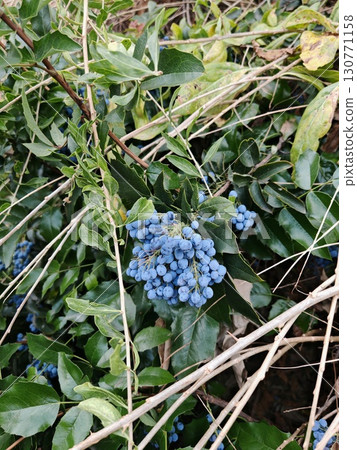 Blue berry clusters on green leaves, botanical background Blue berry clusters on green leaves, botanical background 130771158