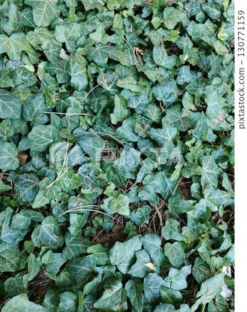 Green ivy leaves covering ground, natural foliage texture Green ivy leaves covering ground, natural foliage texture 130771159
