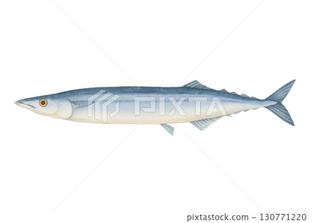 水彩風格的太平洋秋刀魚的簡單插圖 水彩風格的太平洋秋刀魚的簡單插圖 130771220