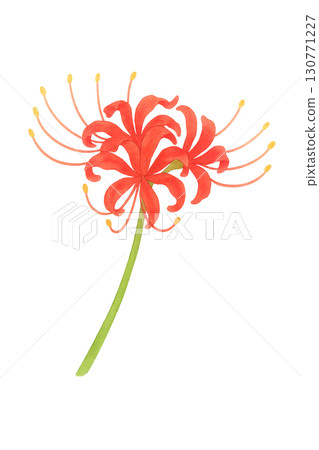 Illustration material of red spider lilies 130771227