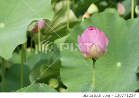 Beautiful lotus flowers starting to bloom Beautiful lotus flowers starting to bloom 130771237