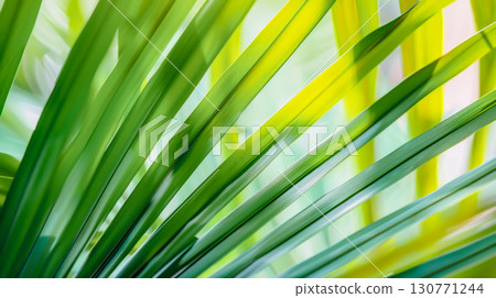 Vibrant green palm leaves overlapping in sunlight, creating refreshing tropical backdrop. Perfect for vacation, travel, and relaxation-themed designs, evoking sense of escape, warmth, and tranquility 130771244
