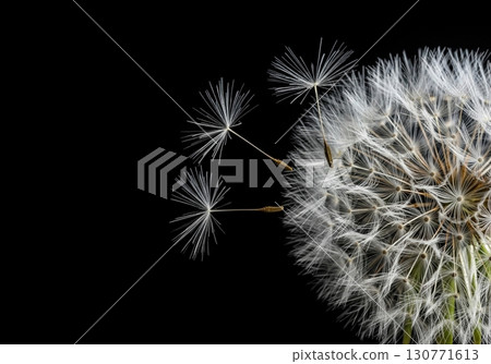 Dandelion with seeds blowing away in the wind isolated on a solid black background 130771613