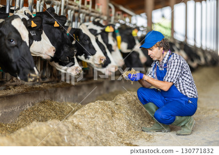 Middle-aged male vet checking cow feed in front of cattle Middle-aged male vet checking cow feed in front of cattle 130771832