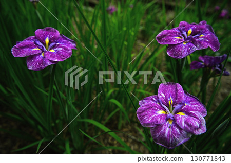 藍色鳶尾花 130771843
