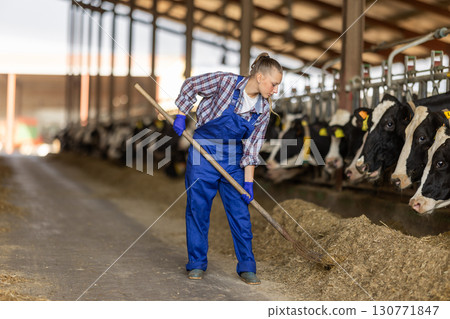 Girl works with cows in barn, moves hay closer to cows, provides feeding for animal Girl works with cows in barn, moves hay closer to cows, provides feeding for animal 130771847