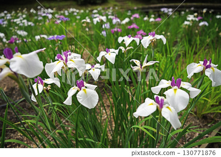 White irises blooming in a park in early summer 130771876