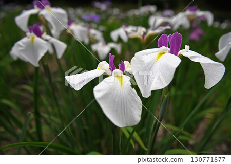 初夏,公園裡盛開的白色鳶尾花 初夏,公園裡盛開的白色鳶尾花 130771877