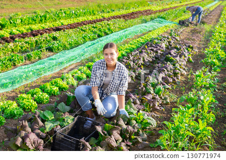 Girl works on plantation cuts bunches of mustard salad and puts them in box for transportation Girl works on plantation cuts bunches of mustard salad and puts them in box for transportation 130771974