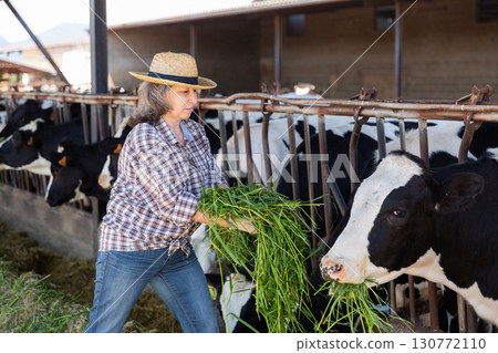 Woman farmer feeding cows with fresh grass in cowshed 130772110