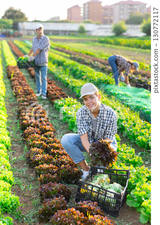 Girl works on plantation cuts bunches of purple salad and puts them in box for transportation Girl works on plantation cuts bunches of purple salad and puts them in box for transportation 130772117