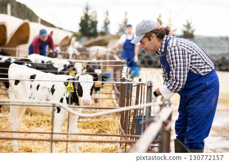 Adult owner of farm smiling and petting calves in open stall on farm. Cattle breeding, taking care of animals concept 130772157