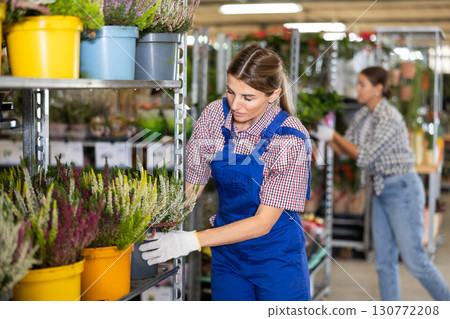 Saleswoman of flower shop near shelf with calluna chooses pot with young plant to send for customer 130772208