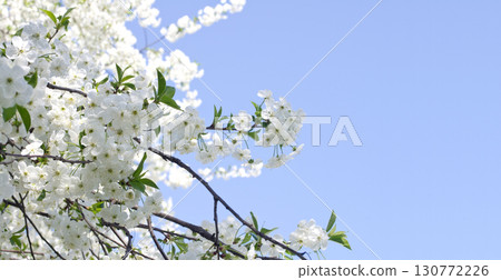 Blue sky background and white flowers 130772226