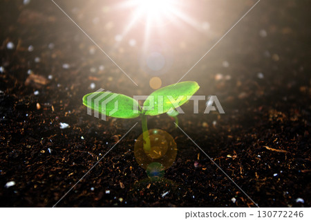 Young plant and bright sunlight and sunbeams 130772246