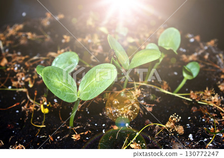 Young green plant and bright sunlight and sunbeams 130772247