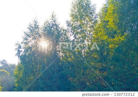 Sunbeams among tree branches in the forest Sunbeams among tree branches in the forest 130772312