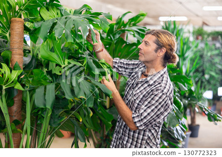 Adult man chooses monstera in plant store Adult man chooses monstera in plant store 130772323