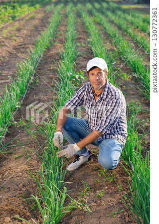 Man works on garden bed cuts bunches of salad leek and puts them in box for transportation 130772361