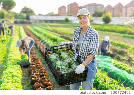 Girl works on plantation cuts bunches of purple salad and puts them in box for transportation 130772491