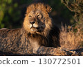 Male lion basking in the morning sun 130772501
