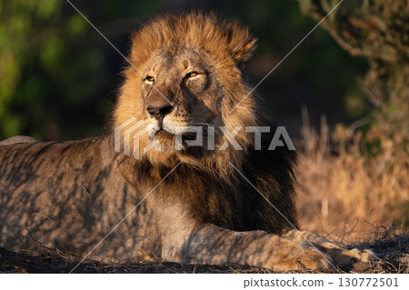Male lion basking in the morning sun Male lion basking in the morning sun 130772501