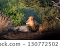 Male lion 130772502