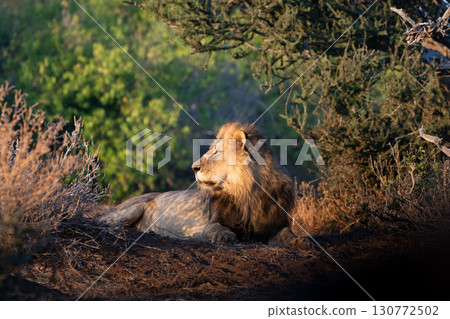 雄獅 雄獅 130772502