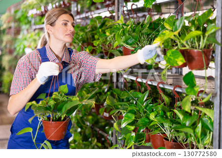 Young female florist arranging pots with epipremnum aureum in store 130772580