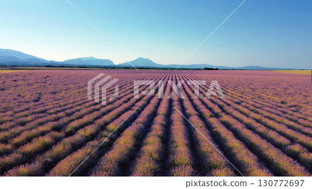 Lavender field in summer  landscape near Valensole.Provence,Fran 130772697