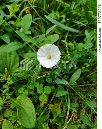 White bindweed flower among green grass, wildflower close-up White bindweed flower among green grass, wildflower close-up 130772908