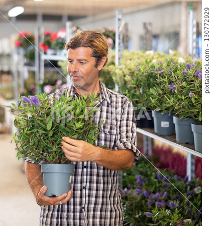 Interested adult man choosing potted blooming hebe bush in store 130772929