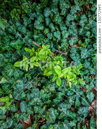 Fresh green shoot growing over dark ivy leaves, new life concept Fresh green shoot growing over dark ivy leaves, new life concept 130772945