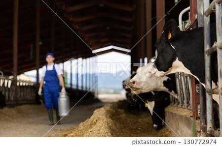 Row of cows standing in stalls on livestock farm eating hay Row of cows standing in stalls on livestock farm eating hay 130772974