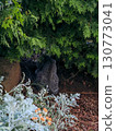 Cat hiding under evergreen shrub, garden scene with copy space 130773041